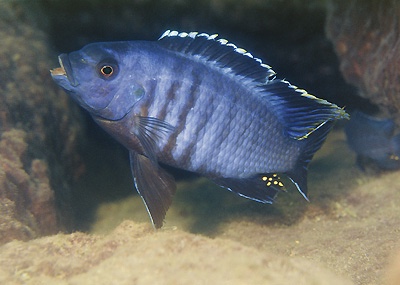 Petrotilapia nigra 'Zimbawe Rock'